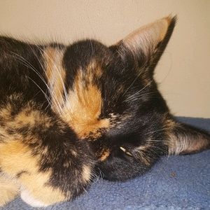 Meet your Posher, Shannon